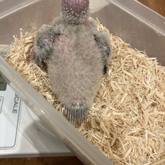 ウロコインコ★ブルーシナモン♂ 1号くん - ペット