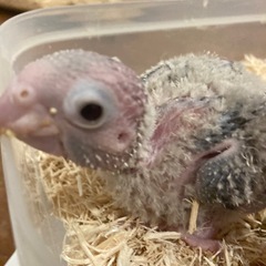 ウロコインコ★ブルーシナモン♂ 1号くん - 神戸市