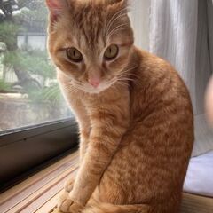 もうすぐ1歳の元気なチャトラ、鍵しっぽ（♂） - 坂出市