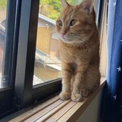 もうすぐ1歳の元気なチャトラ、鍵しっぽ（♂） - 猫