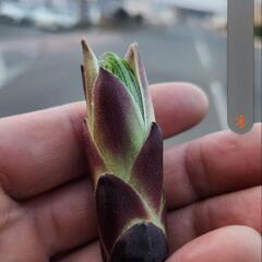 山菜の画像