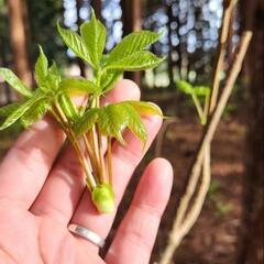 山菜の画像
