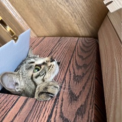 キジトラちゃん メス - 猫