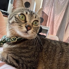 キジトラちゃん メス − 愛知県