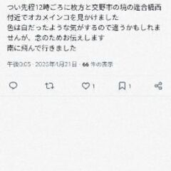 4/21昨日私のインコ目撃されました - 交野市