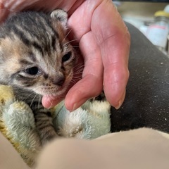 家族が決まりました、ありがとうございました。