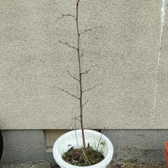 なつめ　棗　苗木の画像
