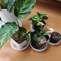 観葉植物 セットの画像