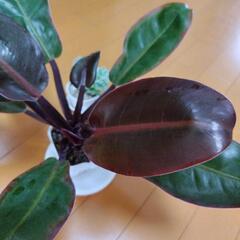 観葉植物 セットの画像