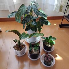 観葉植物 セット