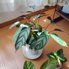 観葉植物 セットの画像