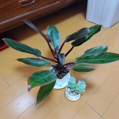 観葉植物 セットの画像