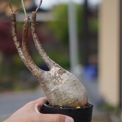発根済み　グラキリスの画像