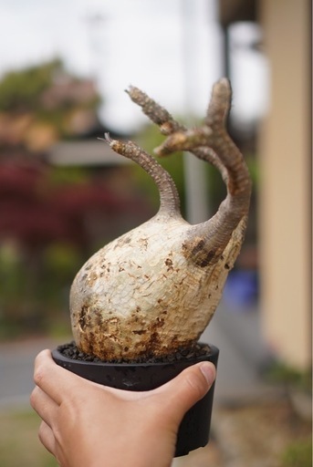 発根済み　グラキリス