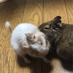 デグー　2歳2カ月♂ アグーチ　　2歳4カ月♀サンドパイド