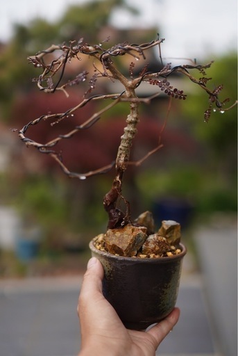 オペルクリカリア　パキプス　実生　8年