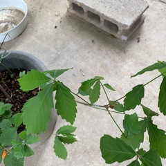 値下　山椒　どんぐり　三つ葉の画像