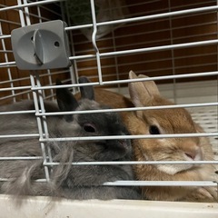 うさぎたち🐇里親募集