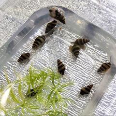 売れてます‼️アサシンスネール(キラースネール) 2匹の画像