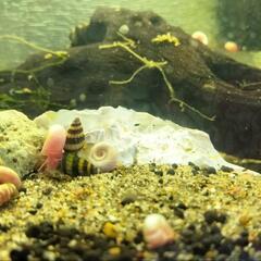 売れてます‼️アサシンスネール(キラースネール) 2匹の画像