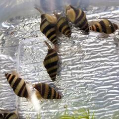 売れてます‼️アサシンスネール(キラースネール) 2匹の画像