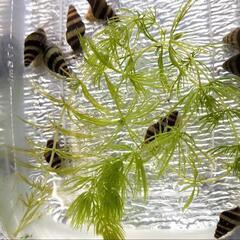 売れてます‼️アサシンスネール(キラースネール) 2匹の画像