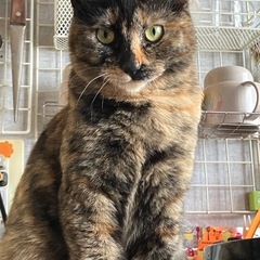 サビ猫 - 猫