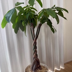 観葉植物　パキラ　鉢付き