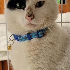 【迷い猫】保護しています