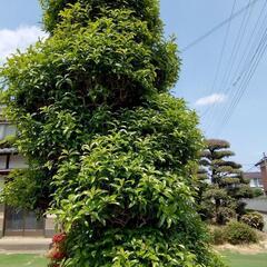 庭木の欲しい方、さしあげます。の画像