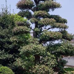 庭木の欲しい方、さしあげます。