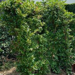 庭木の欲しい方、さしあげます。の画像