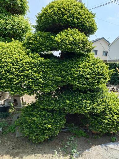 庭木の欲しい方、さしあげます。 (川平楽) 西小泉のその他の中古