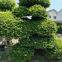 庭木の欲しい方、さしあげます。の画像
