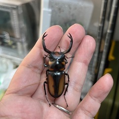 スペキオススシカクワガタ②  爆産セット（♂♀♀♀）