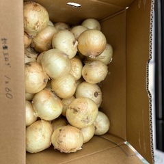 新玉ねぎ入荷しました☆