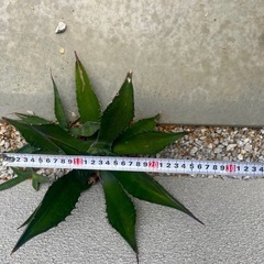 アガベ 3種の画像