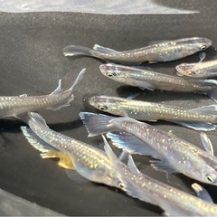 ミッドナイトフリルラメ メダカ卵30個+a