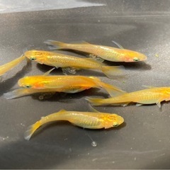 レモンスカッシュ メダカ卵30個+a