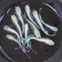 終了⭐️モルフォメダカ⭐️ 5ペアの画像