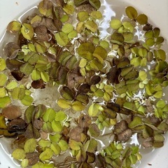 オオサンショウモ（浮草）　めだか　金魚 ビオトープに