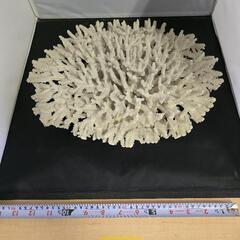 【値下げ致しました】白珊瑚 水槽レイアウト等にいかがでしょうか？の画像