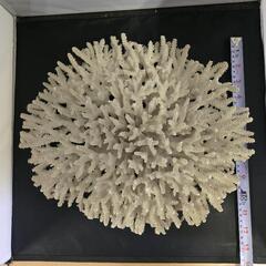 【値下げ致しました】白珊瑚 水槽レイアウト等にいかがでしょうか？の画像