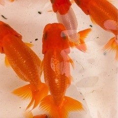 ◇◇《宇野系らんちゅう 弐歳魚 鮮やかスペシャル 5匹セット