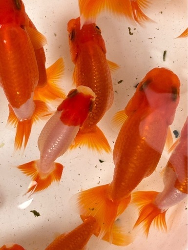 ◇◇《宇野系らんちゅう 弐歳魚 鮮やかスペシャル 5匹セット