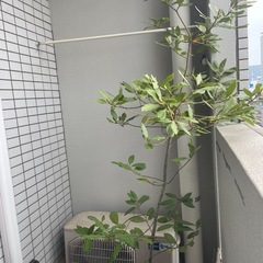 ローレル、ローリエ、月桂樹