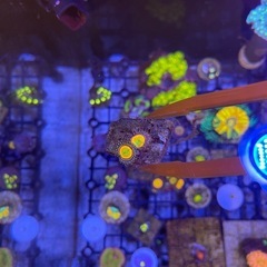 usマメスナサンゴ (サニーD)海水魚