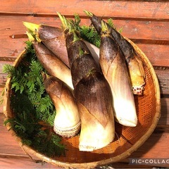 たけのこ　約3キロ※おまけ付き
