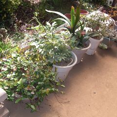 鉢植え　植物　差し上げます