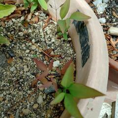 【差し上げます】南天の苗🌱